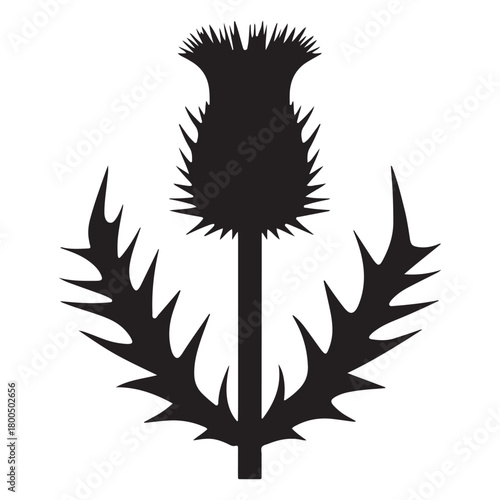 Silhouette of a scottish thistle flower
