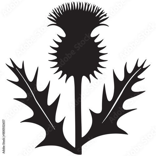 Black silhouette of a scottish thistle flower and leaves