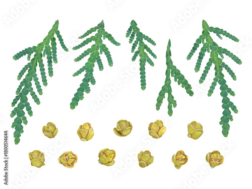 Set of thuja branches and cones on a white background 