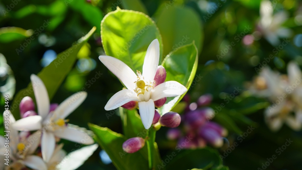 Obraz premium Vibrant macro photograph capturing the delicate beauty of citrus blossoms and unopened buds nestled among glossy green leaves in natural sunlight.