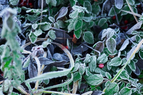 frozen green grass on an autumn day