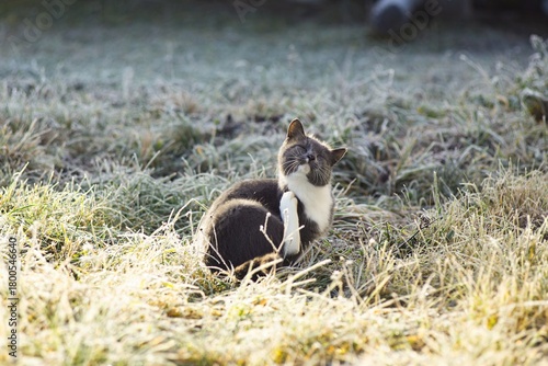 a grey cat on the ice covered grass