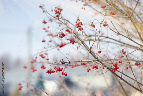 frozen red row on a tree