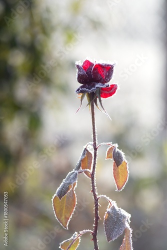 frozen red rose in nature
