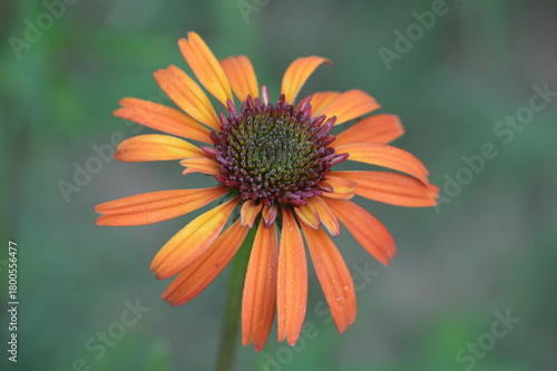 Orange coneflower with green background