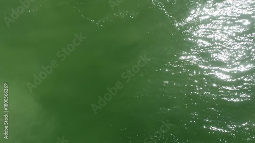 Wallpaper Mural Aerial Drone Footage of Ducks Swimming and Diving in Pacific Ocean Waves.  Torontodigital.ca
