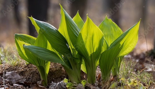 Skunk Cabbage Growing Green Leaves Of The First Spring Plants In Wisconsin Skunk Cabbage Is Native Wisconsin Florals And One Of The Earliest Blooming Perennial Wildflowers In Spring