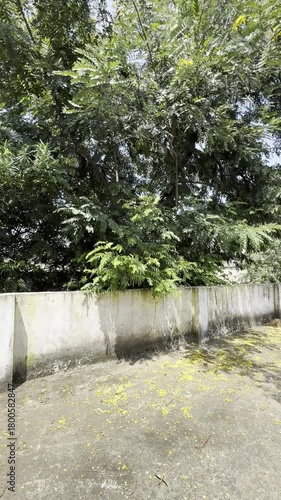 trees rustling 