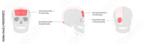 Occipitofrontalis - Human scalp muscle that raises the eyebrows and wrinkles the forehead, depicted in detailed labeled anatomy chart, medical and educational reference.