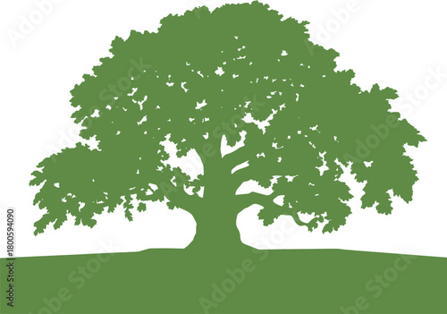 Silhouette of a large oak tree with lush foliage on a grassy hill green nature
