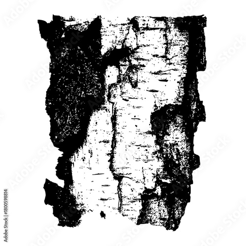 Close up monochrome image of a textured birch tree bark piece with rough edges on a white background