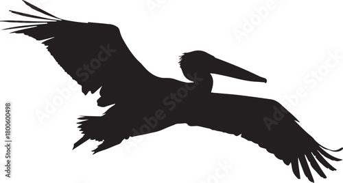 Silhouette of a pelican in flight isolated on