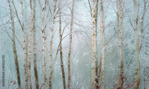 A forest with snow on the trees