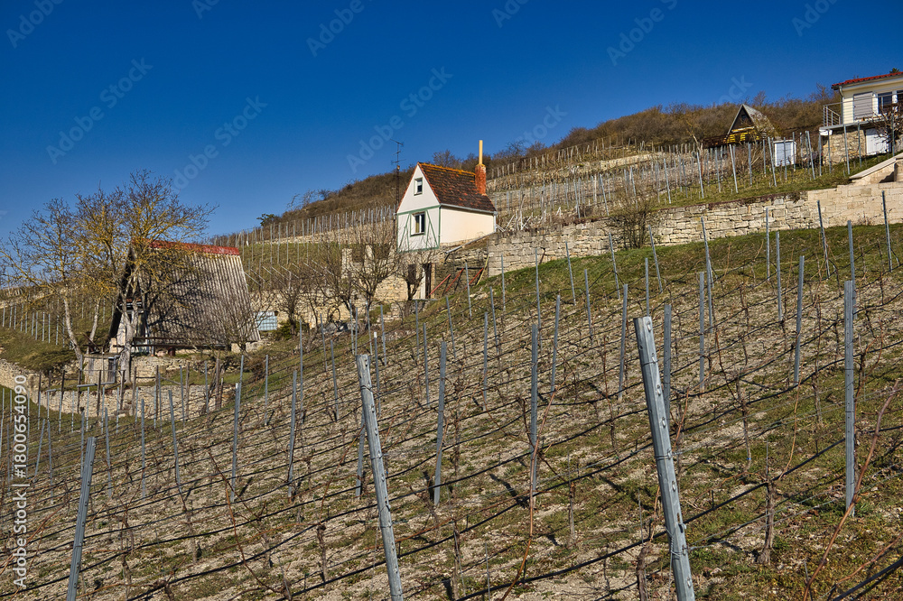 Obraz premium Malerische Weinberge an Saale und Unstrut, Historisches Weinanbaugebiet Mitteldeutschland, Naumburg, Freyburg, Kulturlandschaft, Burgenlandkreis, Sachsen Anhalt, Deutschland