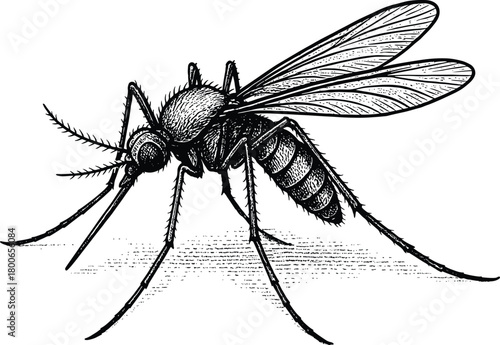 Vintage Mosquito Illustration in Black and White Engraving Art Sketch