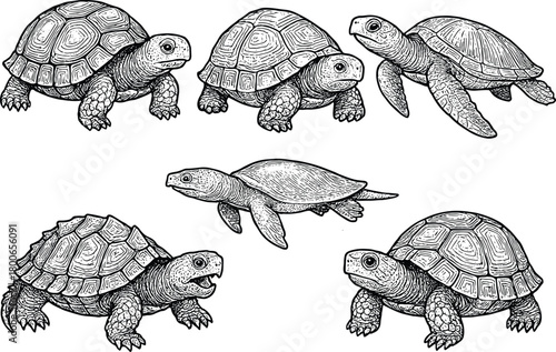 Vintage Turtle, Tortoise, and Sea Turtle Illustration in Black and White Engraving Art Sketch