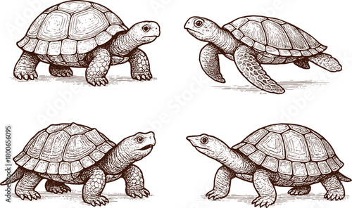 Brown Vintage Turtle, Tortoise, and Sea Turtle Illustration in Engraving Art Sketch