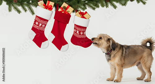 Dog pulling Christmas stocking with presents hanging from pine branches, copy space