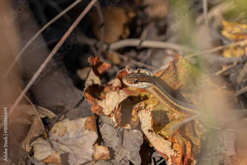 A garter snake in vegetation with its head showing. 