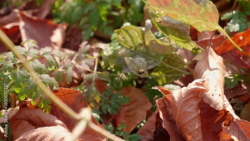 Autumn forest during the day. A small green plant among fallen yellow leaves.