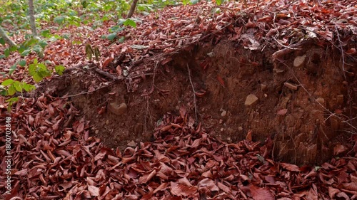 Autumn forest during the day. A small outcrop of land with autumn foliage.
