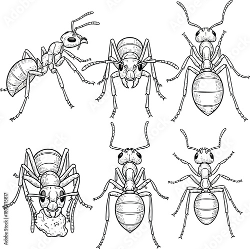 set of insects vector illustration