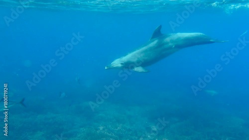 Wallpaper Mural A large bottlenose dolphin swimming in a shallow coral lagoon on the Great Barrier Reef, Queensland, Australia. Torontodigital.ca