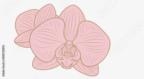 Delicate Pink Orchid Flower Illustration - Elegant Floral Design Element