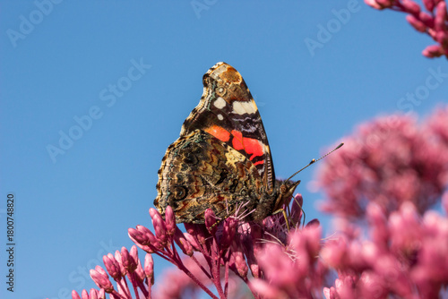 butterfly on a pink Eutrochium flower against a blue sky. colorful macro photo of an insect. wild wildlife. screensaver. free space. close-up.