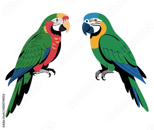 Two Colorful Parrots on White Background Illustration
