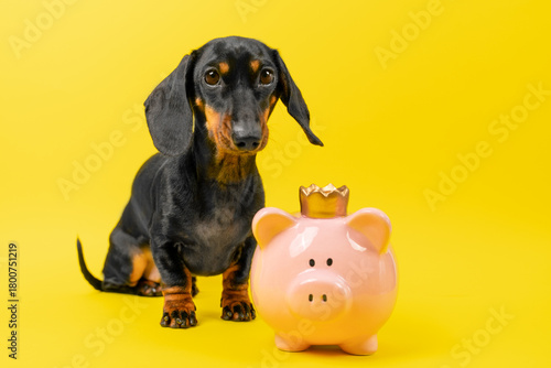 Adorable dachshund sits beside a pink piggy bank with a small crown, set against a vibrant yellow background, symbolizing savings and friendship. pet insurance