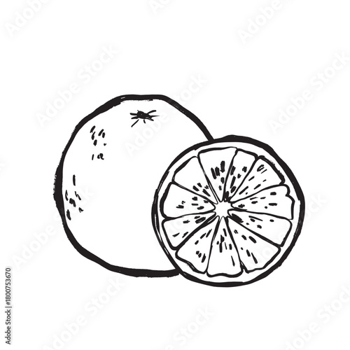 Vivid illustration of orange halves with textured peel and pulp