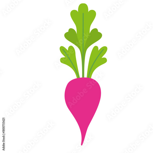 A bright pink radish illustrated in flat style, highlighting fresh vegetables, organic produce, natural ingredients, garden plants, and healthy food elements for design.
