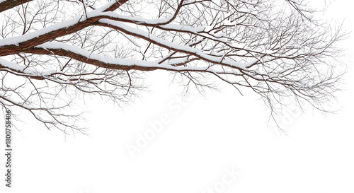 A thick tree trunk and branches, isolated on a transparent background and covered in snow. A winter scene, offering a natural, cold look for backgrounds or border designs.