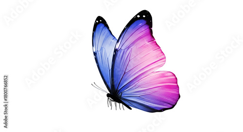 Close up of a single iridescent butterfly wing with pink and blue gradient colors isolated on transparent background