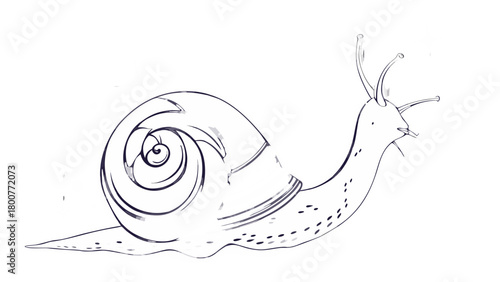 Illustration of a snail with a large shell and antennae on a white background drawing style