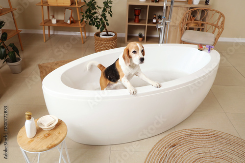 Cute Beagle dog taking bath...