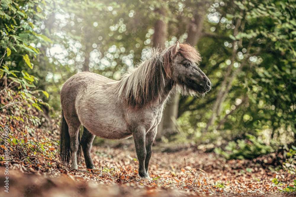 Fototapeta premium Dun Shetland Pony standing in a sunlit forest clearing during early autumn