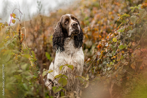 Konstfotografi Old English Cocker Spaniel sitting in autumn foliage with soft natural light