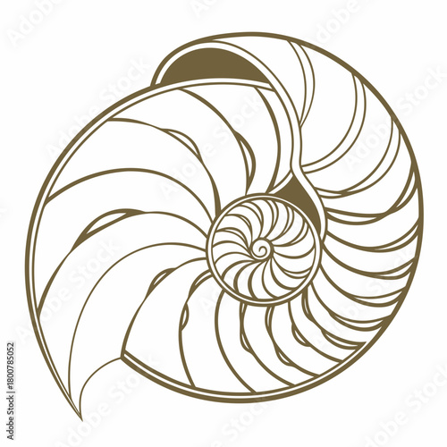 Elegant nautilus shell section showing golden ratio spiral isolated on