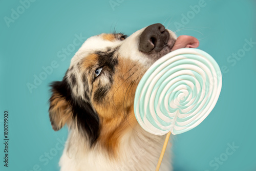 An Australian Shepherd with blue eyes licks a large swirl lollipop in a playful studio scene on a turquoise background.