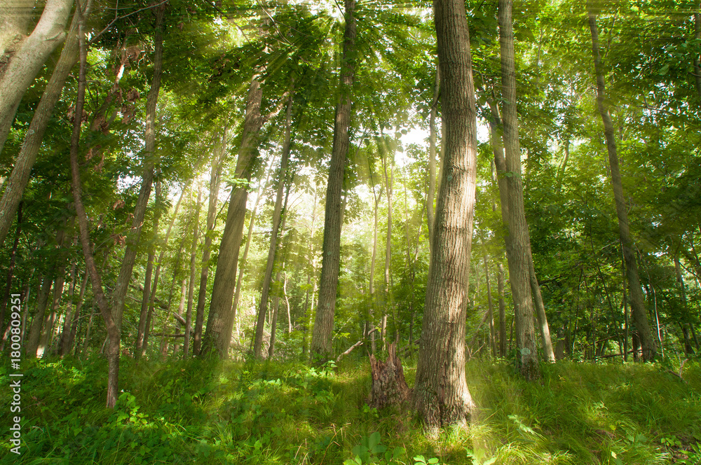 Obraz premium Misty Forest