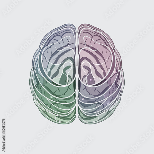 brain anatomy illustration