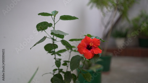 red gudhal  in a pot