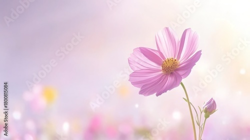 76.Close-up of a single cosmos flower with vivid magenta petals and a golden-yellow center, standing tall against a blurred background of a colorful floral field.