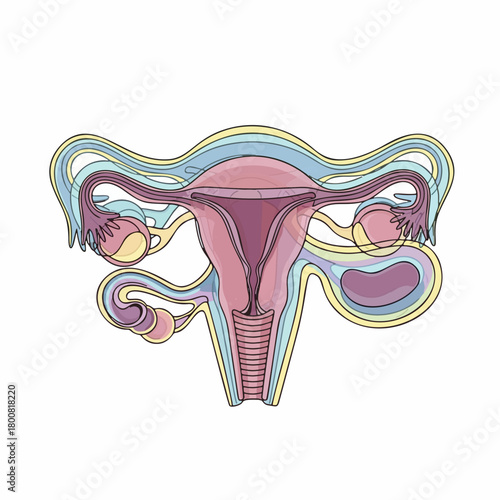 transparent vector illustration of female reproductive system anatomy