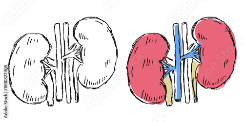Grunge Sketch Handdrawn Kidney Vector Ideal for medical, educational, or expressive anatomical projects requiring a raw, distressed sketch aesthetic for human organs.