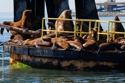 Sea lions squabble on a sea pier.
