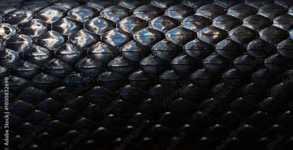 Fototapeta premium Snakeskin scales. Exotic reptilian pattern. Macro close-up scaly snake skin. Snake scale pattern. Black snake scales. Leathery snake texture. Snakes scales detailed reptilian texture.