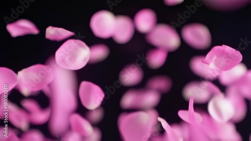 Falling pink rose petals on a black background create a romantic and elegant atmosphere, perfect